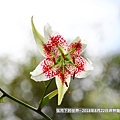 2018年8月22日坪林艷紅鹿子百合 (30).jpg