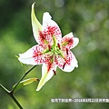 2018年8月22日坪林艷紅鹿子百合 (31).jpg