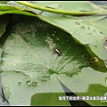 龍潭水金花蟲 (4).jpg
