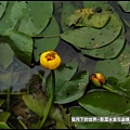龍潭水金花蟲 (1).jpg
