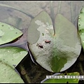 龍潭水金花蟲 (2).jpg
