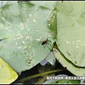 龍潭水金花蟲 (6).jpg