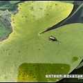龍潭水金花蟲 (3).jpg