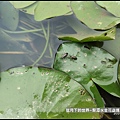龍潭水金花蟲 (5).jpg