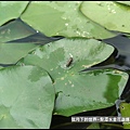 龍潭水金花蟲 (10).jpg
