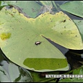 龍潭水金花蟲 (11).jpg