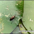 龍潭水金花蟲 (7).jpg