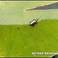 龍潭水金花蟲 (8).jpg