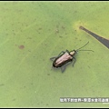 龍潭水金花蟲 (12).jpg