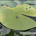 龍潭水金花蟲 (13).jpg