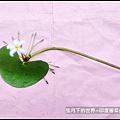 印度莕菜 (11).jpg