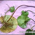 印度莕菜 (10).jpg