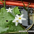 印度莕菜 (2).jpg