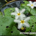 印度莕菜 (1).jpg