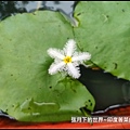 印度莕菜 (3).jpg