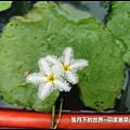 印度莕菜 (4).jpg
