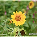 2018年10月24日-向日葵 (16).jpg