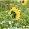 2018年10月24日-向日葵 (15).jpg
