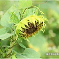2018年10月24日-向日葵 (17).jpg