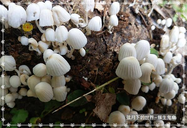 簇生鬼傘 (5).jpg