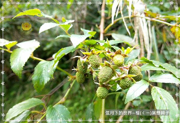 榿葉懸鉤子 (2).jpg