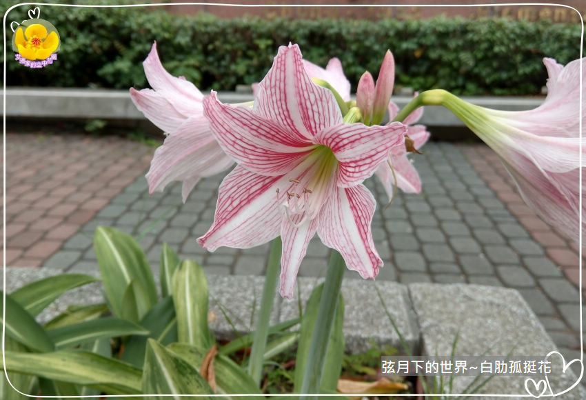 白肋孤挺花 (1).jpg