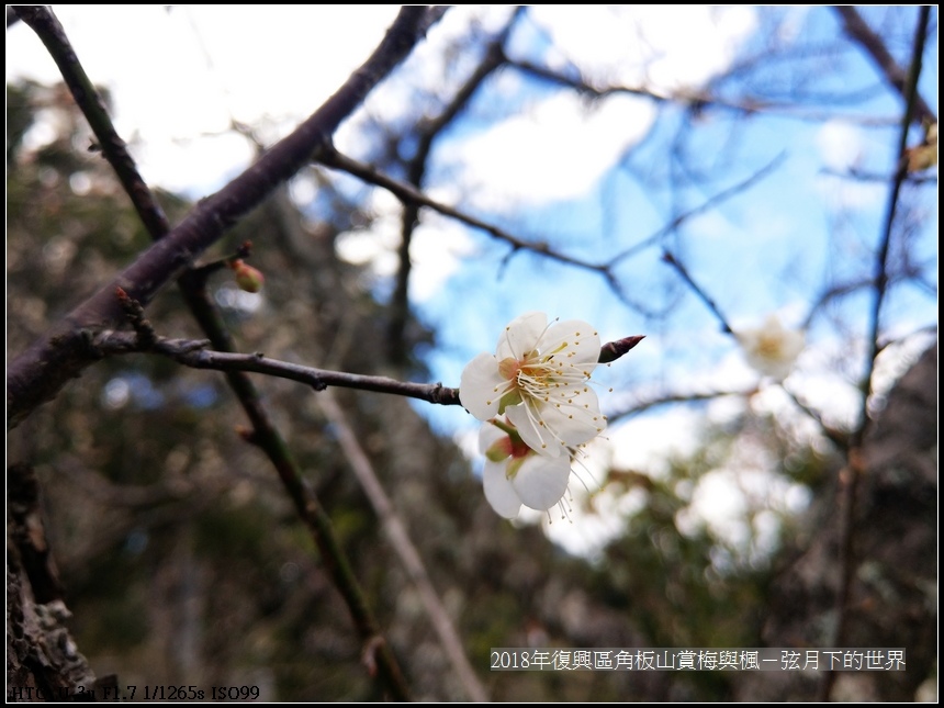 2018年角板山賞梅與楓 (21).jpg