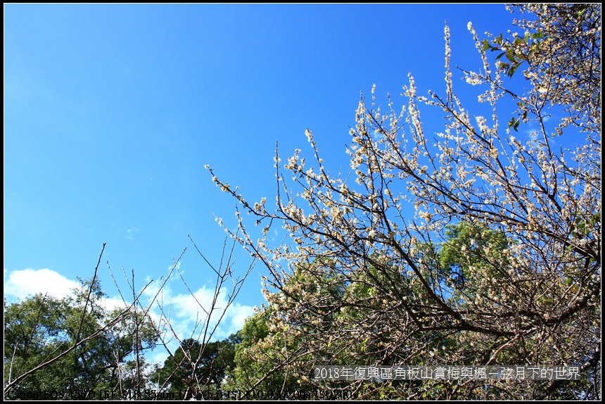 2018年角板山賞梅與楓 (31).jpg