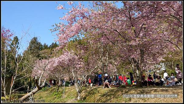 2018年恩愛農場賞櫻  (9).jpg