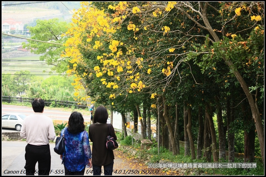 2018年巨埔農場拍黃花風鈴木 (23).jpg