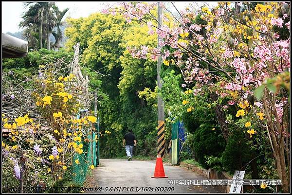 2018年3月19日新埔詹家黃花風鈴木  (24).jpg