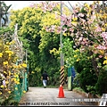 2018年3月19日新埔詹家黃花風鈴木  (24).jpg
