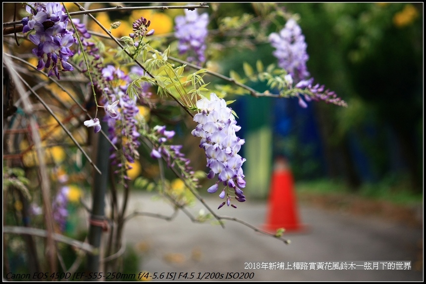 2018年3月19日新埔詹家黃花風鈴木  (27).jpg