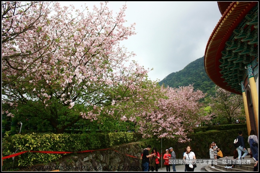 2018年3月26日淡水天元宮賞櫻  (23).jpg