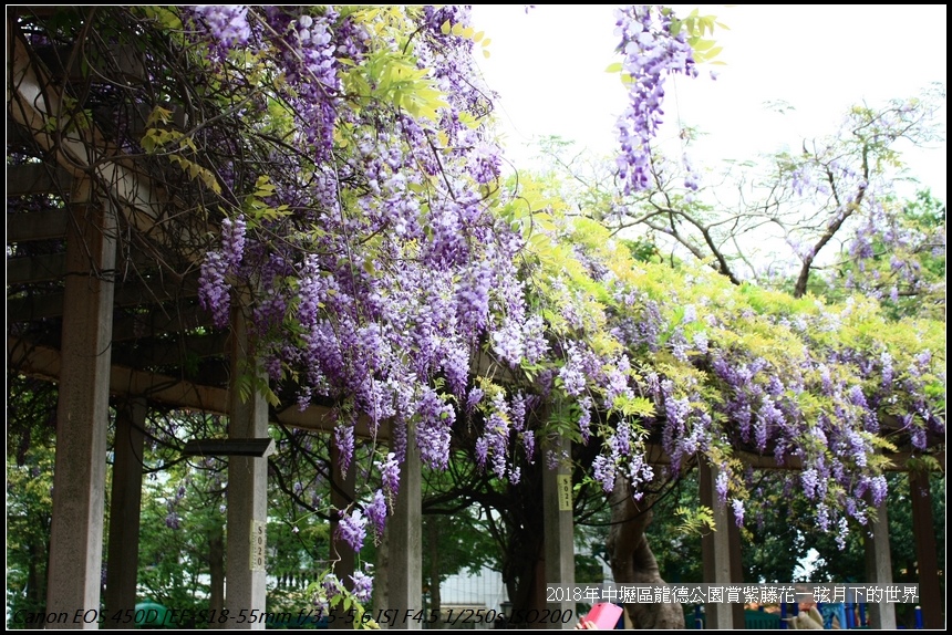 2018年3月28日龍德公園紫藤 (3).jpg