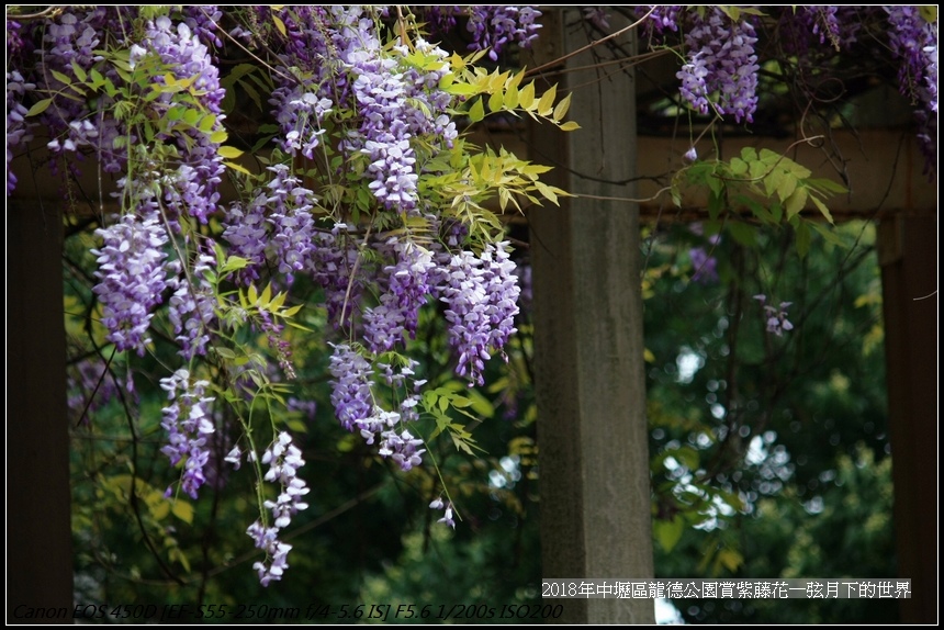 2018年3月28日龍德公園紫藤 (11).jpg