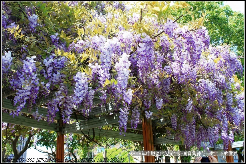 2018年中壢區元生公園賞紫藤 (12).jpg