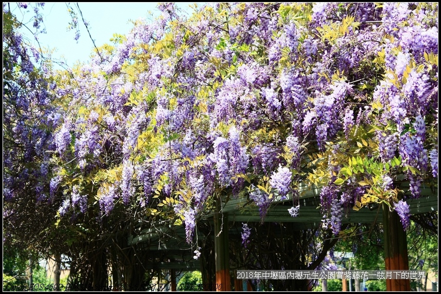 2018年中壢區元生公園賞紫藤 (7).jpg