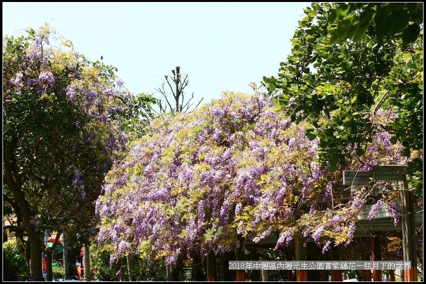 2018年中壢區元生公園賞紫藤 (33).jpg