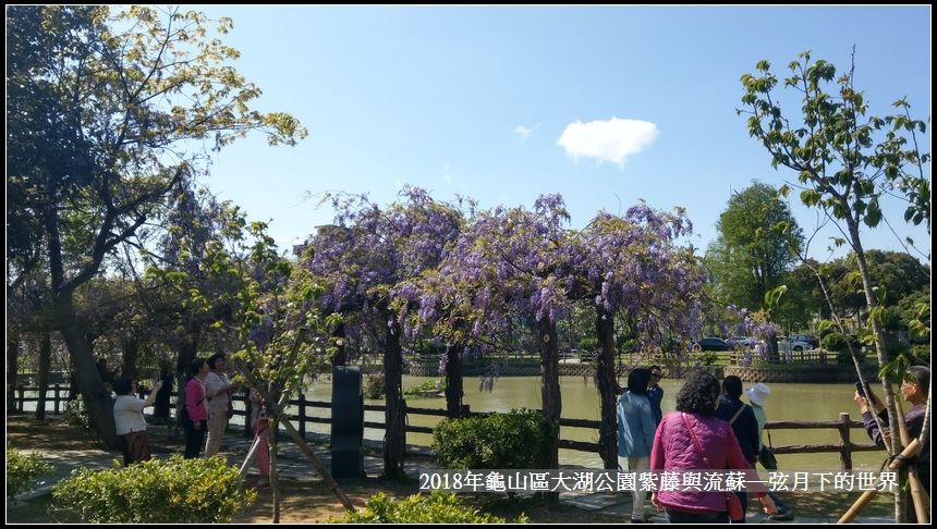 2018年龜山大湖公園紫藤流蘇 (1).jpg