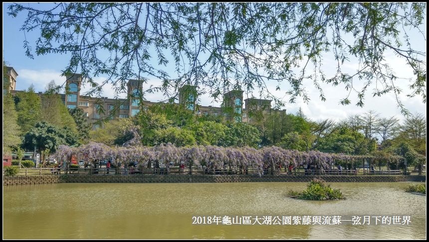 2018年龜山大湖公園紫藤流蘇 (2).jpg