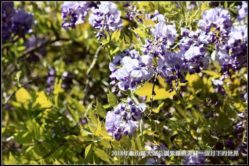 2018年龜山大湖公園紫藤流蘇 (7).jpg