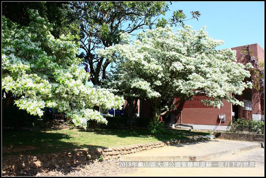 2018年龜山大湖公園紫藤流蘇 (13).jpg