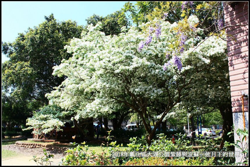 2018年龜山大湖公園紫藤流蘇 (11).jpg