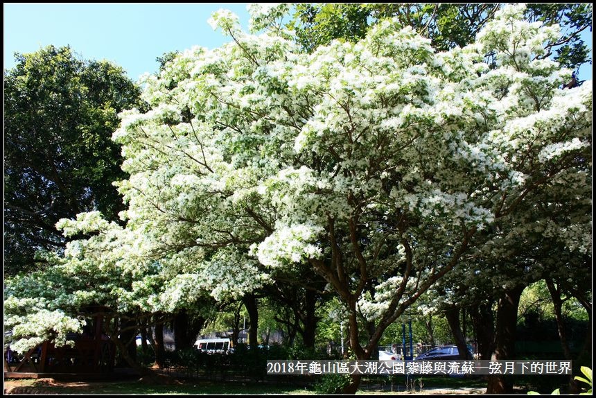 2018年龜山大湖公園紫藤流蘇 (12).jpg