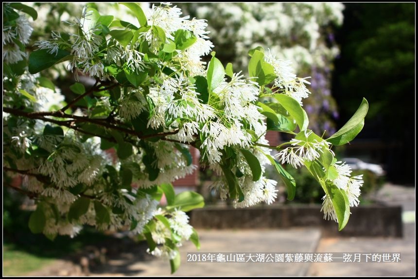 2018年龜山大湖公園紫藤流蘇 (15).jpg