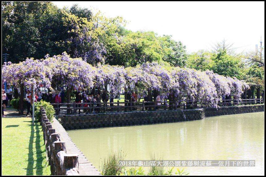 2018年龜山大湖公園紫藤流蘇 (17).jpg