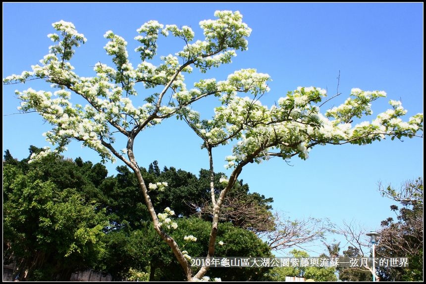 2018年龜山大湖公園紫藤流蘇 (18).jpg