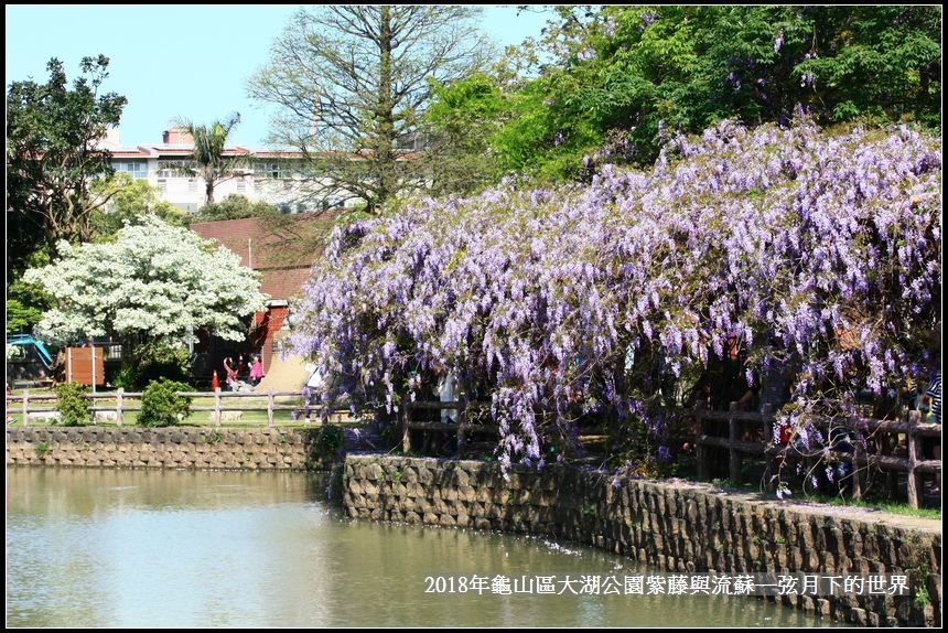 2018年龜山大湖公園紫藤流蘇 (21).jpg