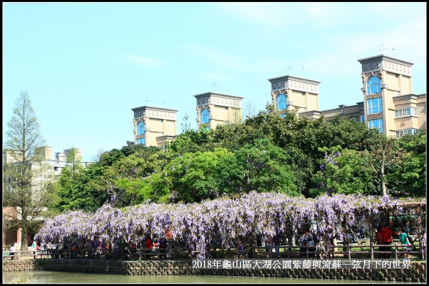 2018年龜山大湖公園紫藤流蘇 (20).jpg